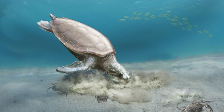 Un fossile di tartaruga marina scoperto in Libano chiarisce l’evoluzione delle squame nelle specie moderne