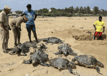 Oltre 130 L. olivacea trovate morte lungo la costa di Chennai: stagione di nidificazione gravata dalle perdite