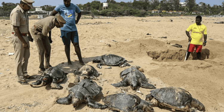 Oltre 130 L. olivacea trovate morte lungo la costa di Chennai: stagione di nidificazione gravata dalle perdite