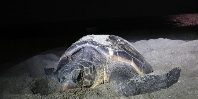 La carica dei 101… e più nidi di tartaruga marina individuati sullo Ionio dall’associazione Caretta Calabria Conservation