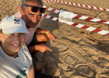Che record: oltre 200 nidificazioni di tartaruga marina in Sicilia, tra spiagge protette e impegno sul campo
