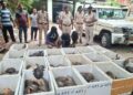 Oltre 300 tartarughe salvate dal traffico illegale in India: nuovo maxi sequestro al confine tra Odisha e Andhra Pradesh