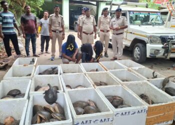 Oltre 300 tartarughe salvate dal traffico illegale in India: nuovo maxi sequestro al confine tra Odisha e Andhra Pradesh