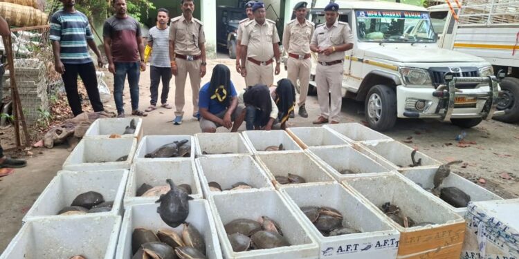 Oltre 300 tartarughe salvate dal traffico illegale in India: nuovo maxi sequestro al confine tra Odisha e Andhra Pradesh
