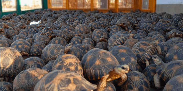 Mega operazione anti-bracconaggio in Madagascar: 23 arresti e oltre 3.200 testuggini rare recuperate