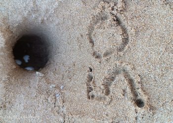 Grazie anche al primo nido dell’anno in Puglia, superata quota 50 nidi di tartaruga marina individuati in Italia