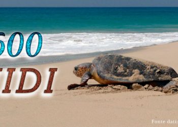 Numero record di nidi di tartaruga marina sulle spiagge italiane. Mai nella recente storia era stata superata quota 500!