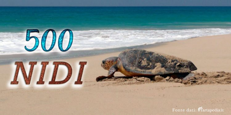 Numero record di nidi di tartaruga marina sulle spiagge italiane. Mai nella recente storia era stata superata quota 500!