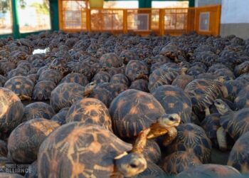 Oltre mille testuggini sequestrate in quattro mesi: il traffico illegale continua a minacciare il Madagascar