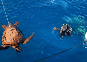 La Réunion: immersa una tartaruga di metallo da 150 chili per sensibilizzare sulla conservazione degli animali marini