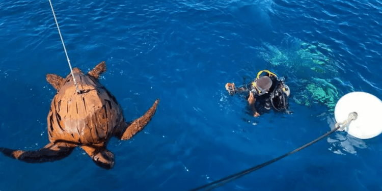 La Réunion: immersa una tartaruga di metallo da 150 chili per sensibilizzare sulla conservazione degli animali marini