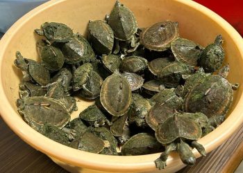 India, “Operazione Tartaruga”: oltre 1500 esemplari d’acqua dolce sequestrati ai trafficanti di specie rare