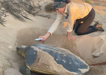 Le temperature previste delle spiagge rivelano dove le tartarughe dal dorso piatto sono maggiormente a rischio a causa dei cambiamenti climatici