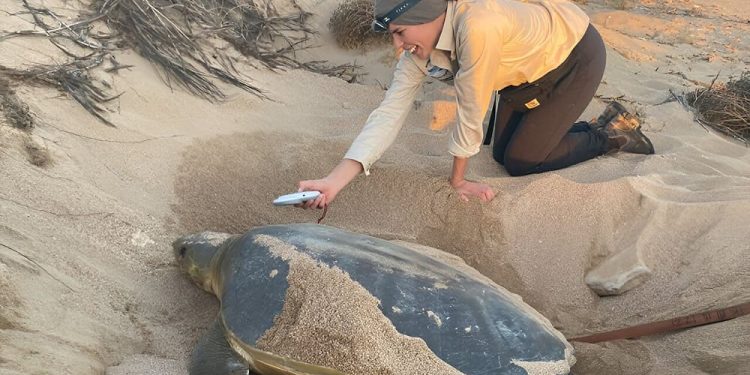 Le temperature previste delle spiagge rivelano dove le tartarughe dal dorso piatto sono maggiormente a rischio a causa dei cambiamenti climatici