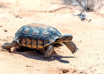 Parco solare nel deserto del Mojave: le associazioni chiedono lo stop per salvare le testuggini autoctone