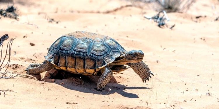 Parco solare nel deserto del Mojave: le associazioni chiedono lo stop per salvare le testuggini autoctone