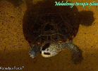 015-malaclemys-terrapin-pileata-warradjan-turtle