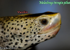 016-malaclemys-terrapin-pileata-warradjan-turtle