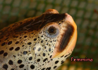 017-malaclemys-terrapin-pileata-warradjan-turtle