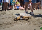 liberazione-caretta-battipaglia-06-06-16-038