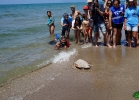 liberazione-caretta-battipaglia-06-06-16-039