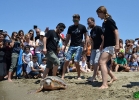 liberazione-caretta-battipaglia-06-06-16-048