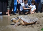 liberazione-caretta-battipaglia-06-06-16-050