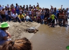 liberazione-caretta-battipaglia-06-06-16-056