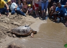 liberazione-caretta-battipaglia-06-06-16-057