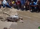 liberazione-caretta-battipaglia-06-06-16-058