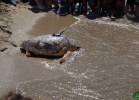 liberazione-caretta-battipaglia-06-06-16-059