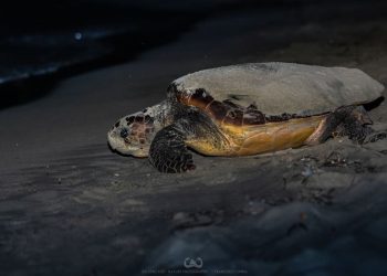 Pianosa: la piccola isola toscana che ospita già ben cinque nidi di Caretta caretta