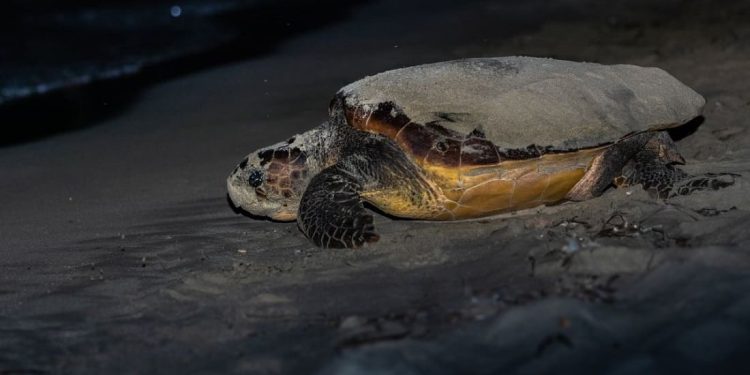Pianosa: la piccola isola toscana che ospita già ben cinque nidi di Caretta caretta