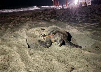 Poker di nidi sulle spiagge salentine e secondo nido dell’anno identificato in Liguria