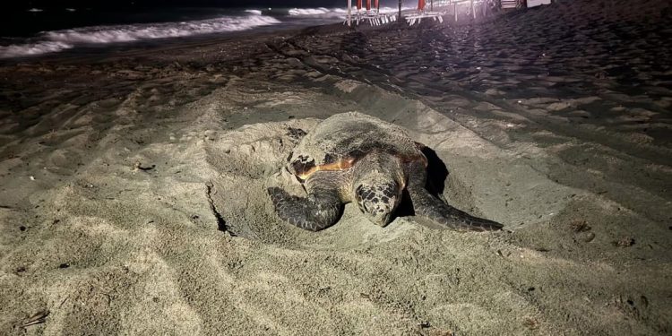 Poker di nidi sulle spiagge salentine e secondo nido dell’anno identificato in Liguria