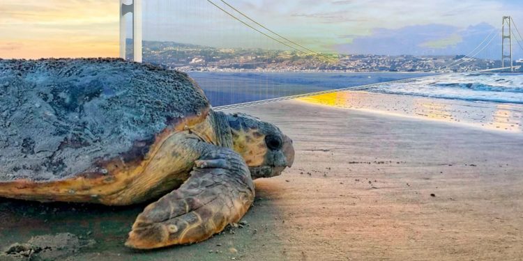 E se fossero proprio le tartarughe marine a bloccare o a ritardare la costruzione del ponte sullo Stretto di Messina?