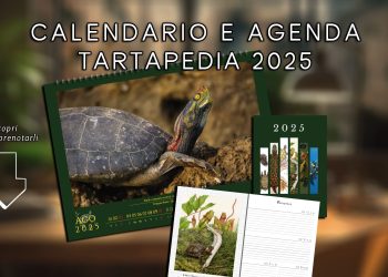 Prenota il Calendario e l’Agenda delle Tartarughe 2025 – XIII edizione