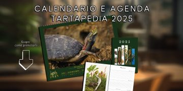 Prenota il Calendario e l’Agenda delle Tartarughe 2025 – XIII edizione