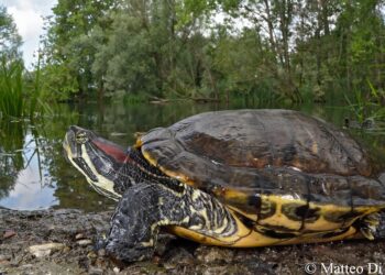 Prevalenza di Salmonella, Cryptosporidium e Leptospira nella testuggine palustre americana invasiva (Trachemys scripta) nel Nord-Ovest dell’Italia