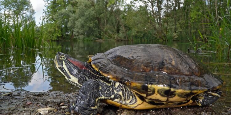 Prevalenza di Salmonella, Cryptosporidium e Leptospira nella testuggine palustre americana invasiva (Trachemys scripta) nel Nord-Ovest dell’Italia