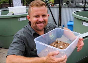 Pietra miliare negli sforzi di conservazione: deposto il primo uovo di Myuchelys purvisi al centro dell’Aussie Ark