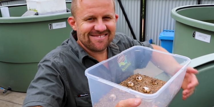 Pietra miliare negli sforzi di conservazione: deposto il primo uovo di Myuchelys purvisi al centro dell’Aussie Ark