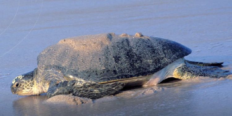 L’Agenzia per l’Ambiente di Abu Dhabi registra per la prima volta un nido di Chelonia mydas nell’Emirato