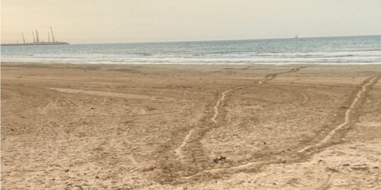 La Sicilia si prepara alla stagione delle tartarughe: prime tracce in provincia di Ragusa