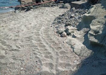 A Celle Ligure (SV) il primo nido di tartaruga marina in Liguria per il 2025