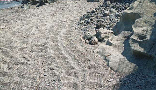 A Celle Ligure (SV) il primo nido di tartaruga marina in Liguria per il 2025