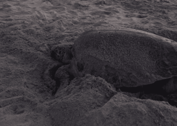 Prime nidificazioni 2025 in Basilicata e Sardegna: le tartarughe marine scelgono le spiagge di Pisticci e Sant’Antioco