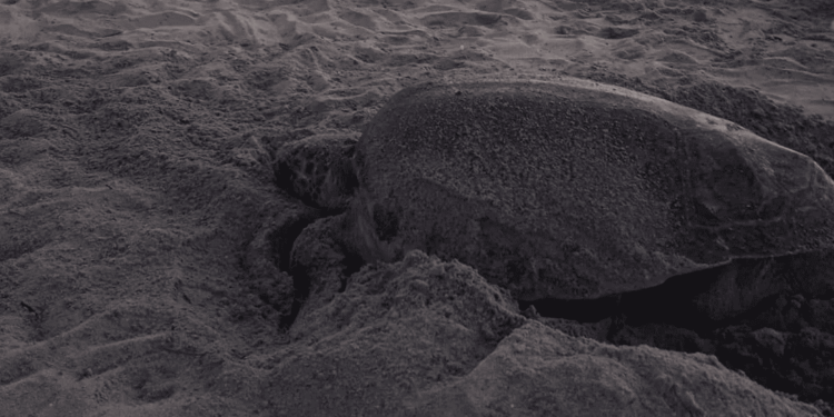 Prime nidificazioni 2025 in Basilicata e Sardegna: le tartarughe marine scelgono le spiagge di Pisticci e Sant’Antioco