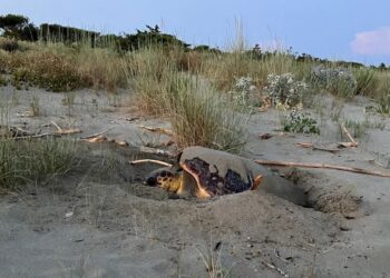 Due Caretta caretta sorprendono tutti nidificando alla luce del sole nelle province di Crotone e Grosseto