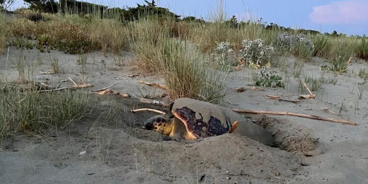 Due Caretta caretta sorprendono tutti nidificando alla luce del sole nelle province di Crotone e Grosseto